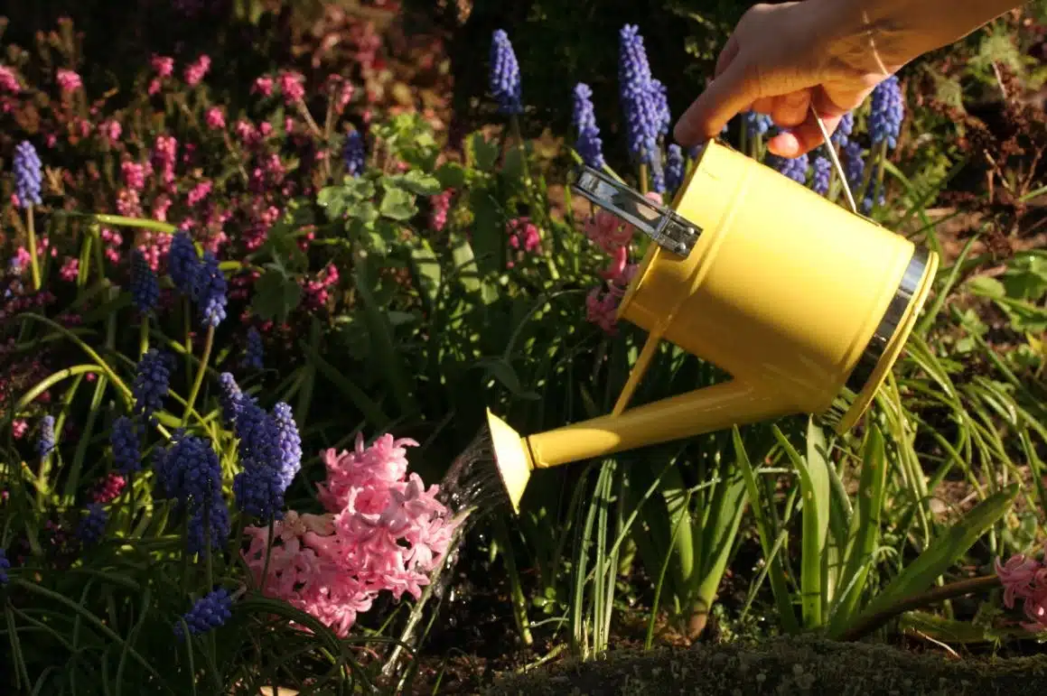 Jacinthes blanches : de la plantation à la floraison, on vous explique tout !