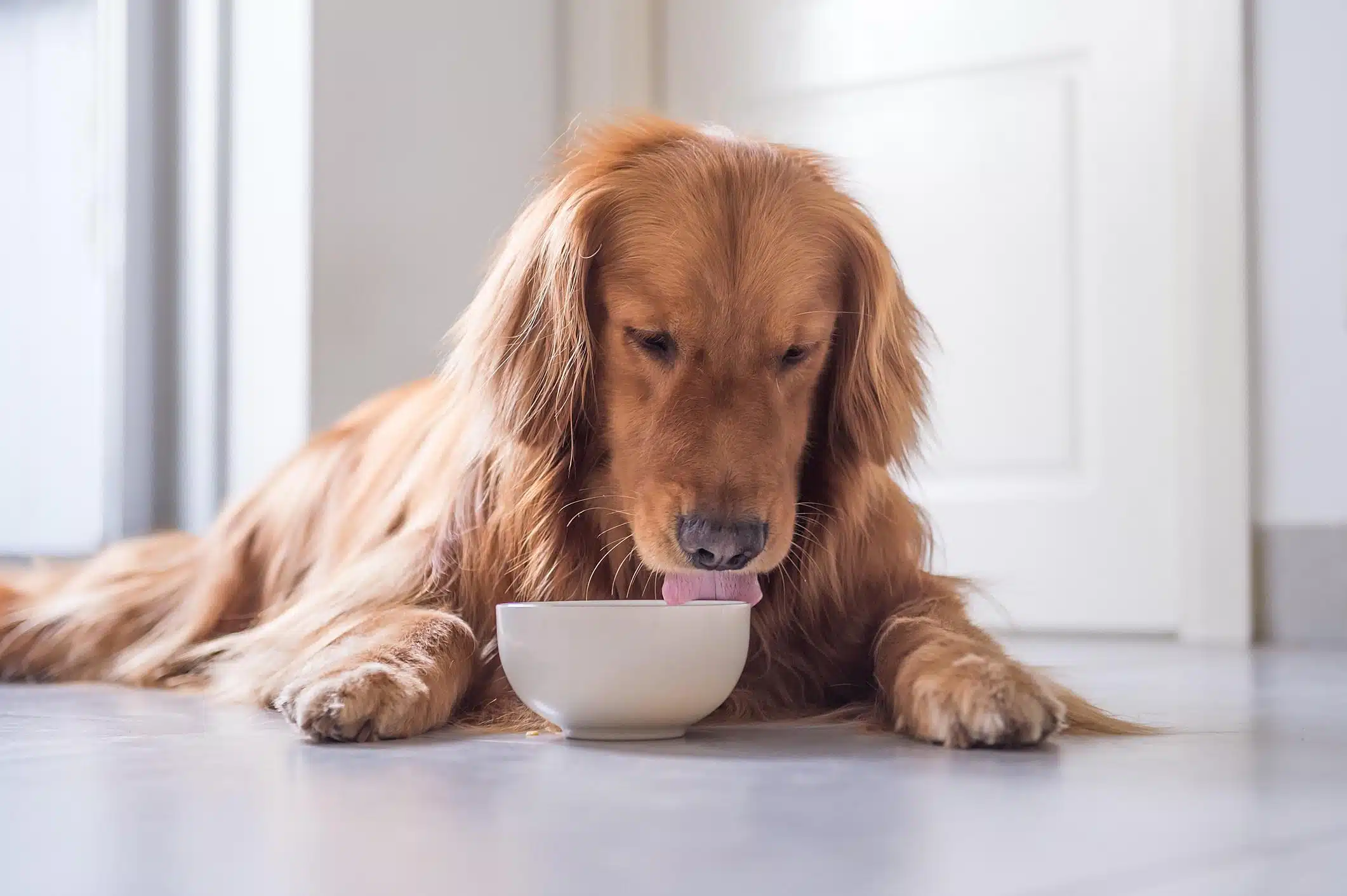 trouver les meilleures croquettes pour chien